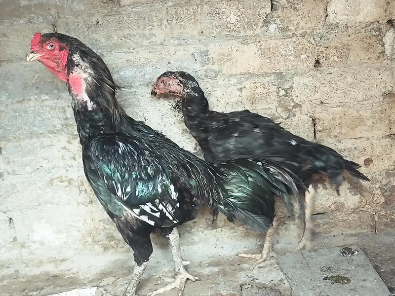 Thai Vatenami Breeder pair — photo 6
