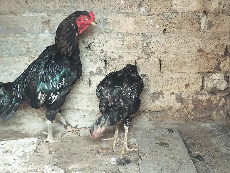 Thai Vatenami Breeder pair — photo 7