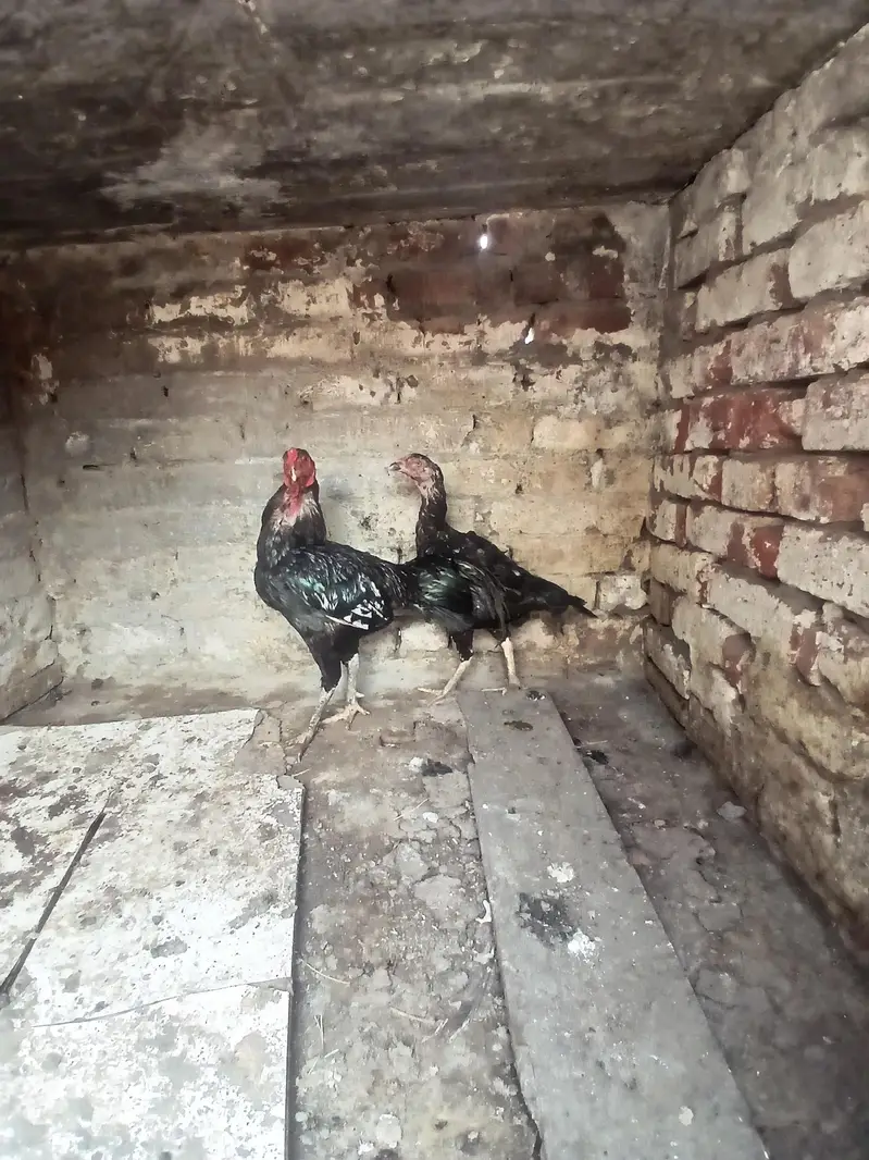 Thai Vatenami Breeder pair — photo 8