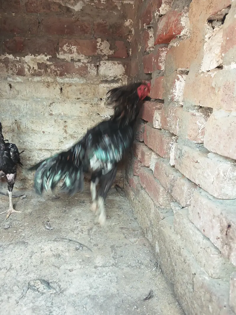 Thai Vatenami Breeder pair — photo 9