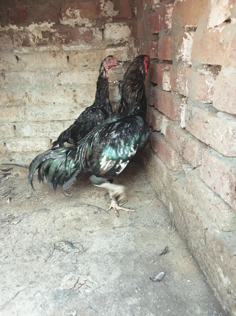 Thai Vatenami Breeder pair — photo 10