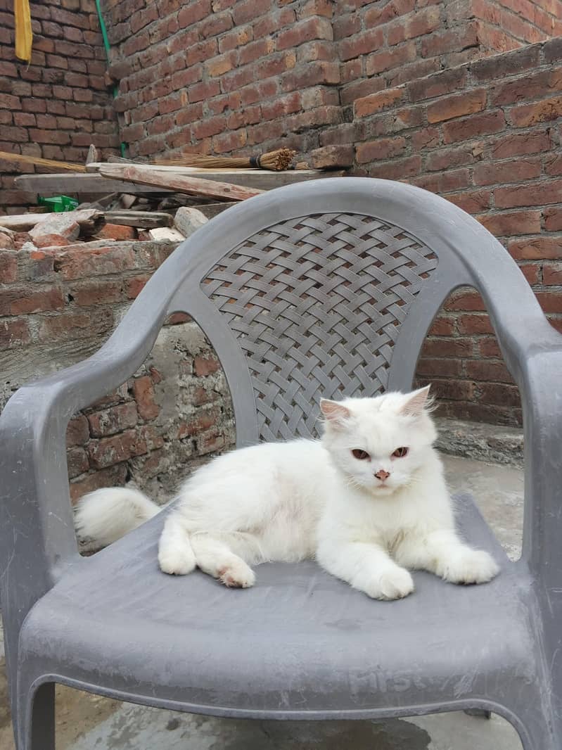 Persian cat double code 0