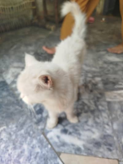 pure Persian  cat for sale