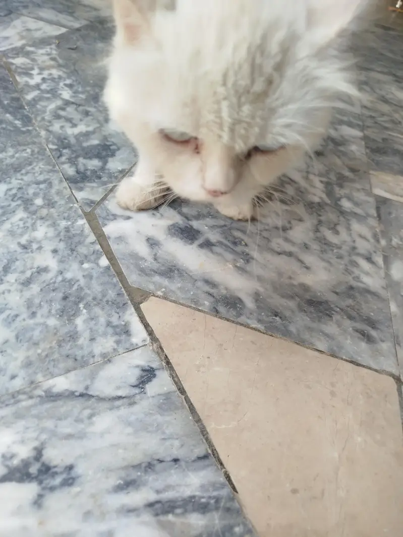 pure Persian  cat for sale — photo 2