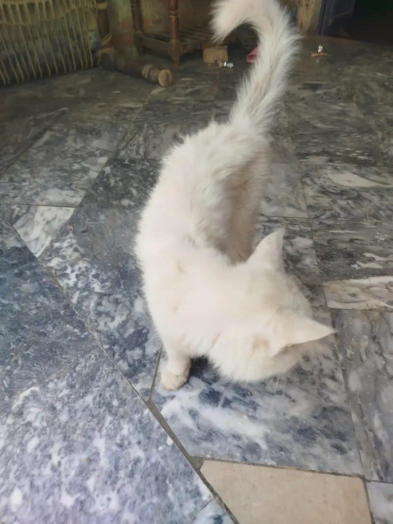 pure Persian  cat for sale — photo 3