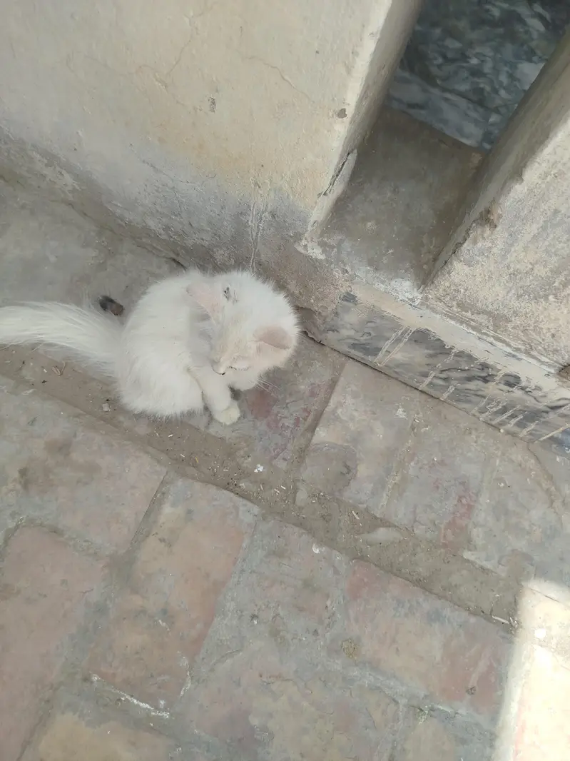 pure Persian  cat for sale — photo 4