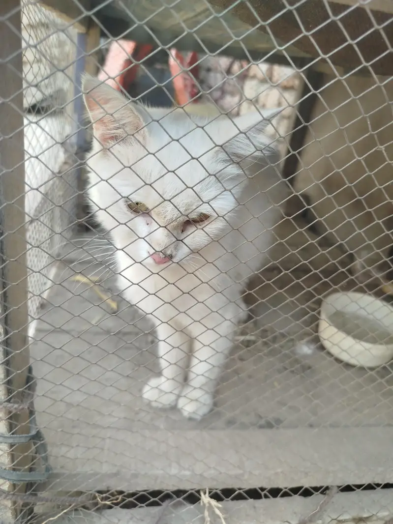 pure Persian  cat for sale — photo 5