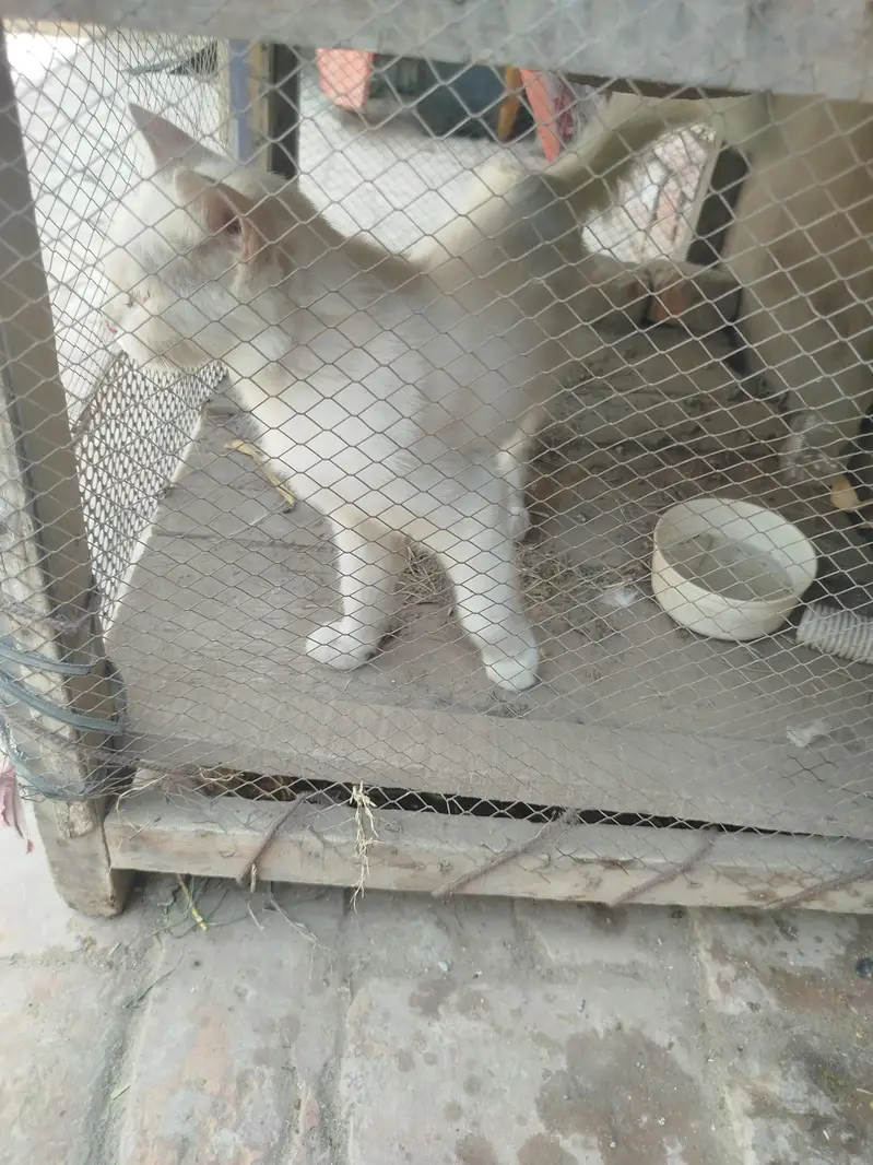 pure Persian  cat for sale — photo 6