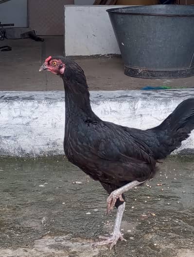pure desi hen
