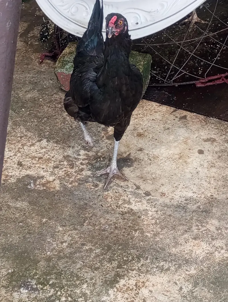 pure desi hen — photo 2
