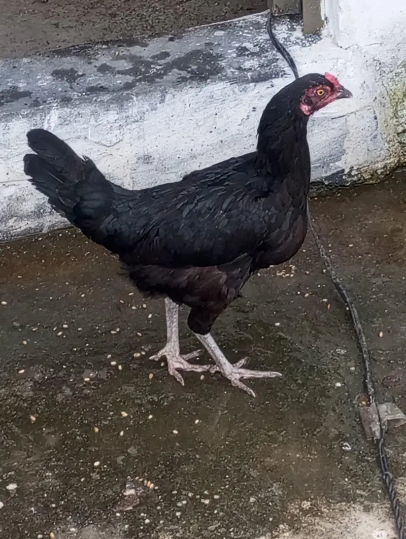 pure desi hen — photo 3