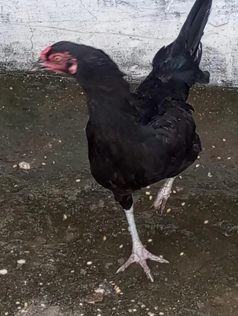 pure desi hen — photo 4