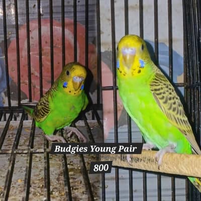 Quality Green Budgies & white java male