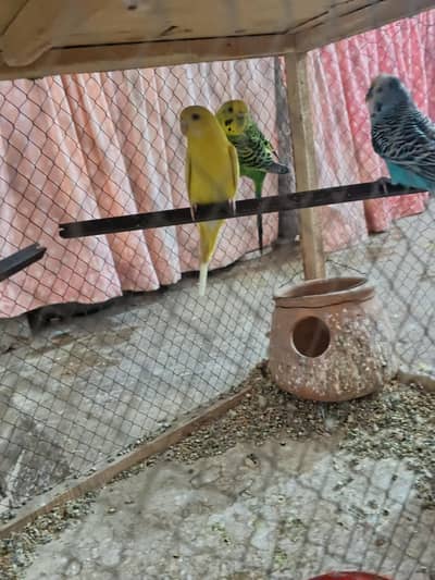 3 parrots for sale with cage setup