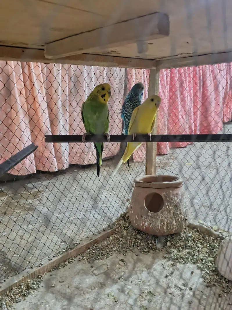 3 parrots for sale with cage setup — photo 2