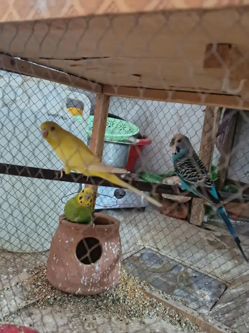 3 parrots for sale with cage setup — photo 3
