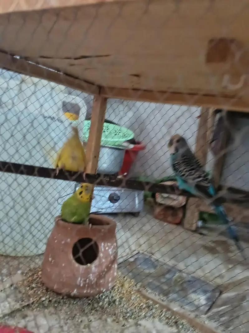 3 parrots for sale with cage setup — photo 4