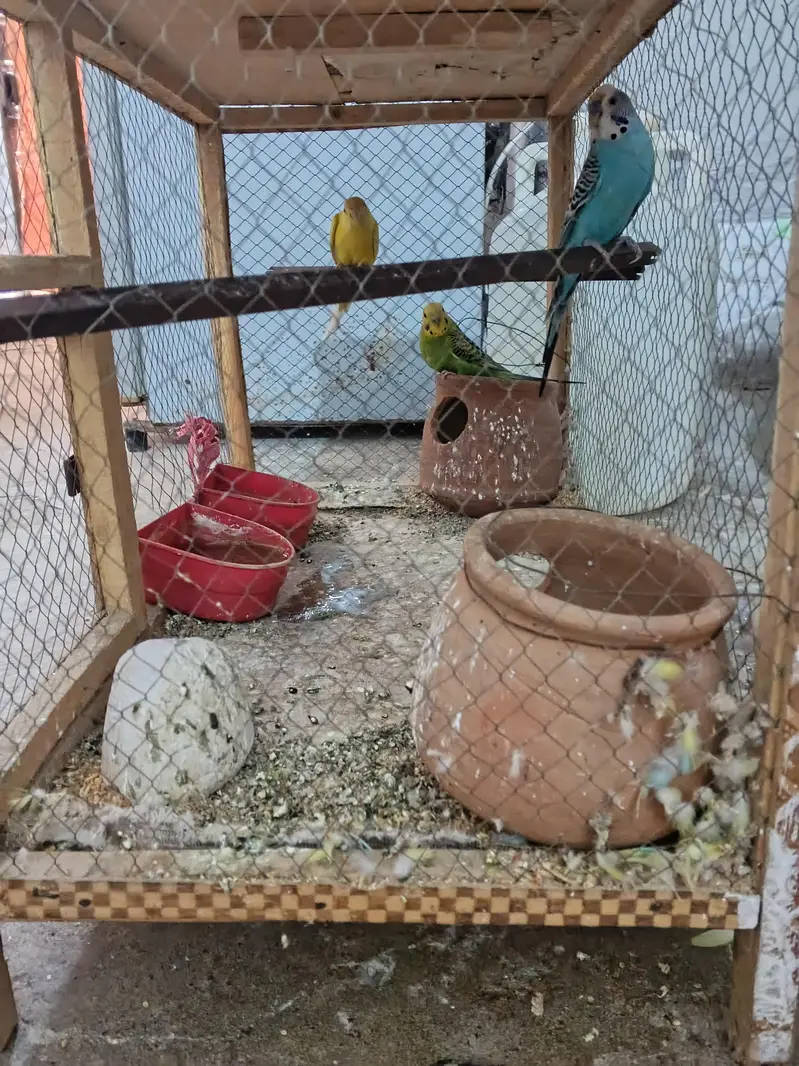 3 parrots for sale with cage setup — photo 6