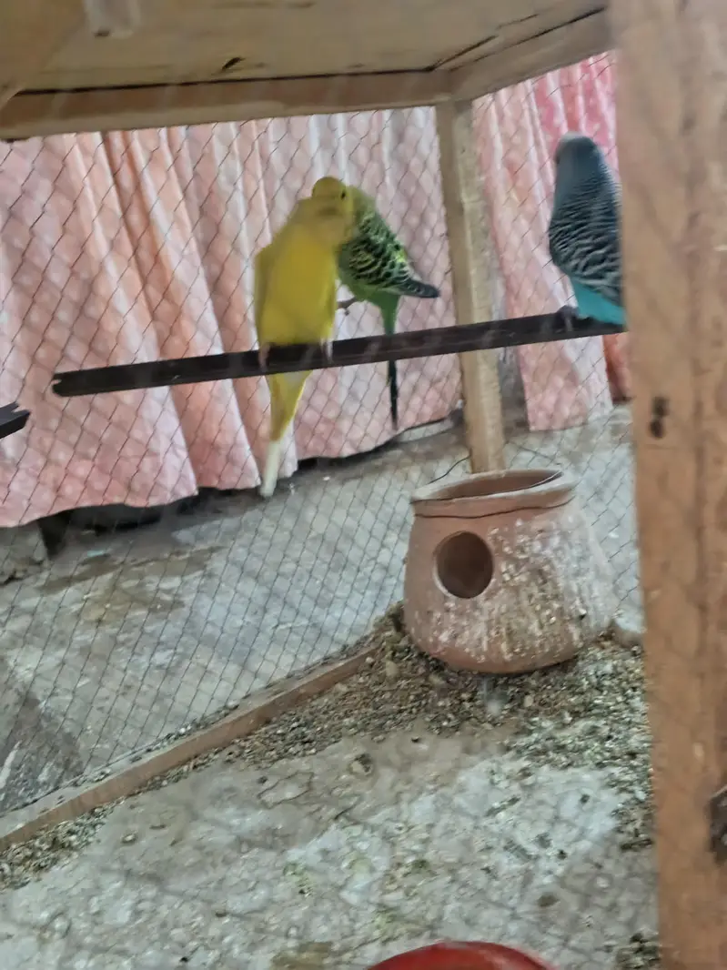 3 parrots for sale with cage setup — photo 7