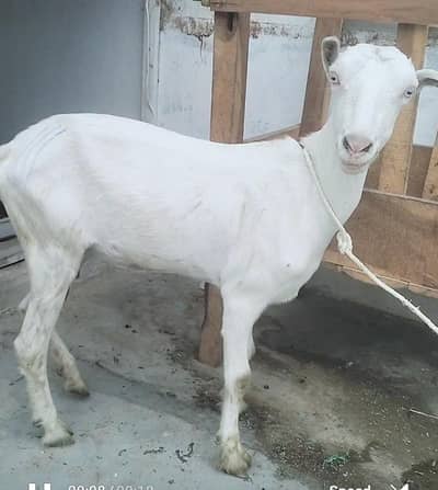 White eyes Gulabi Teddy female