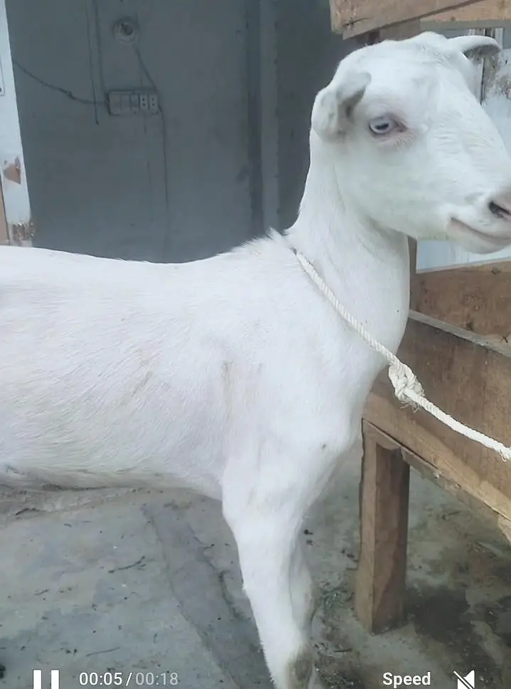 White eyes Gulabi Teddy female — photo 2
