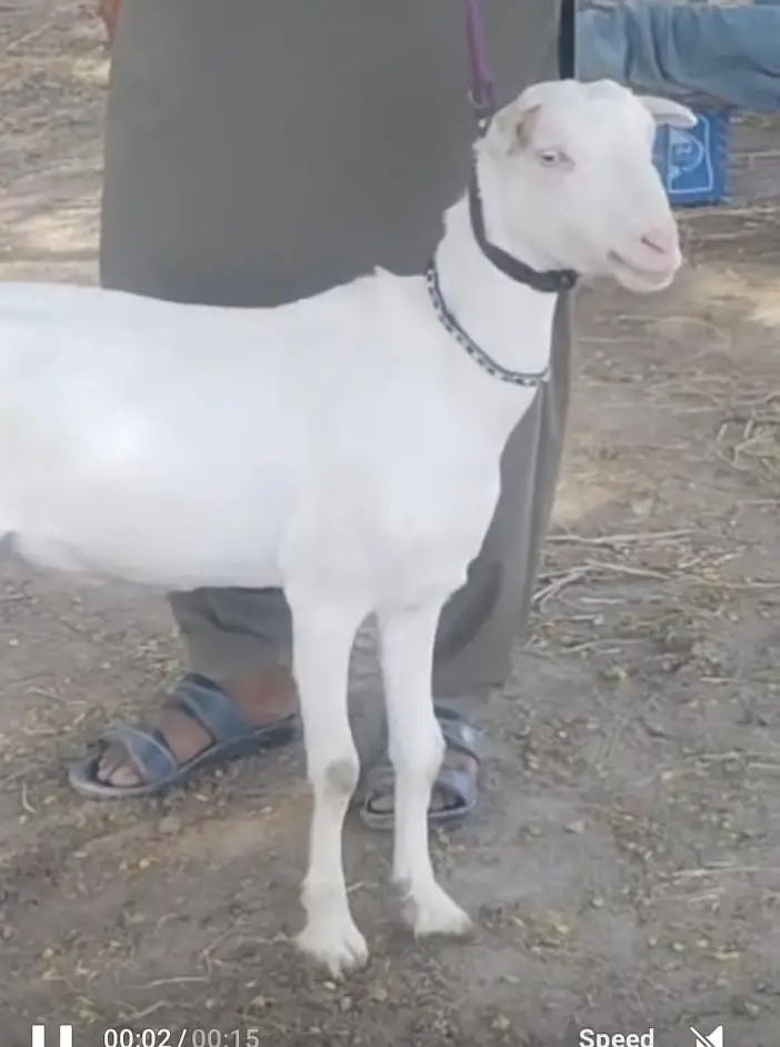White eyes Gulabi Teddy female — photo 4