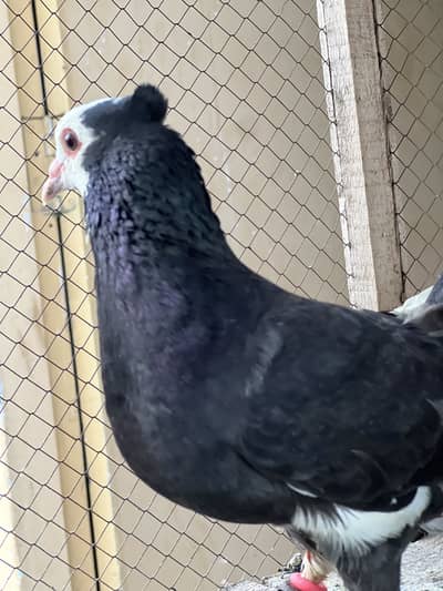 Piegeons Sherazi mukhi guldar out class pairs egg laying