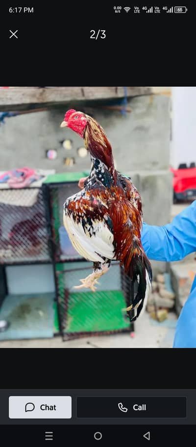 Aseel cheena pair for sale old blood line