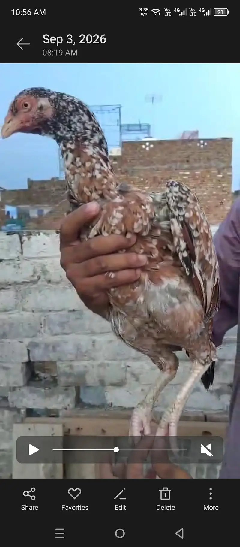 Aseel cheena pair for sale old blood line — photo 6