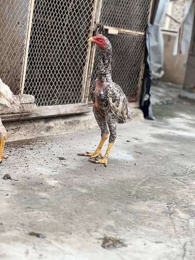 Shamo aseel healthy and active chicks for sale