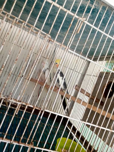 Cockatiel pair for sale.