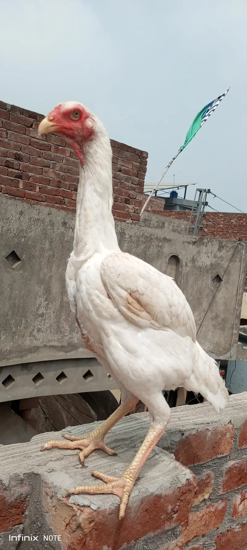 jrman O shamo paper white madi A plus quality — photo 2