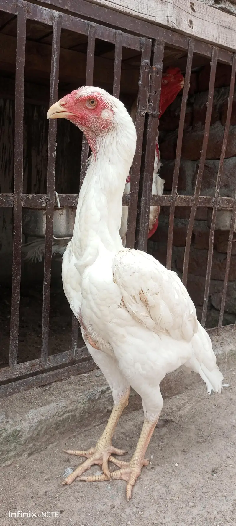 jrman O shamo paper white madi A plus quality — photo 3