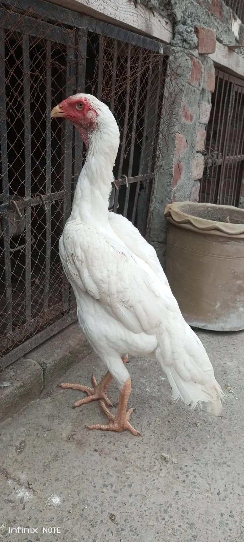 jrman O shamo paper white madi A plus quality — photo 4