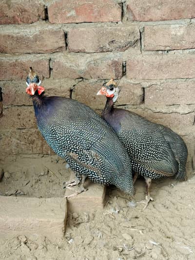 Teetre , chakor , guinea fowl , Tetri Terri