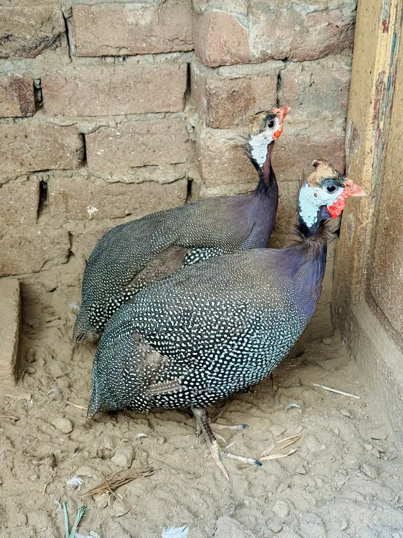 Teetre , chakor , guinea fowl , Tetri Terri — photo 2
