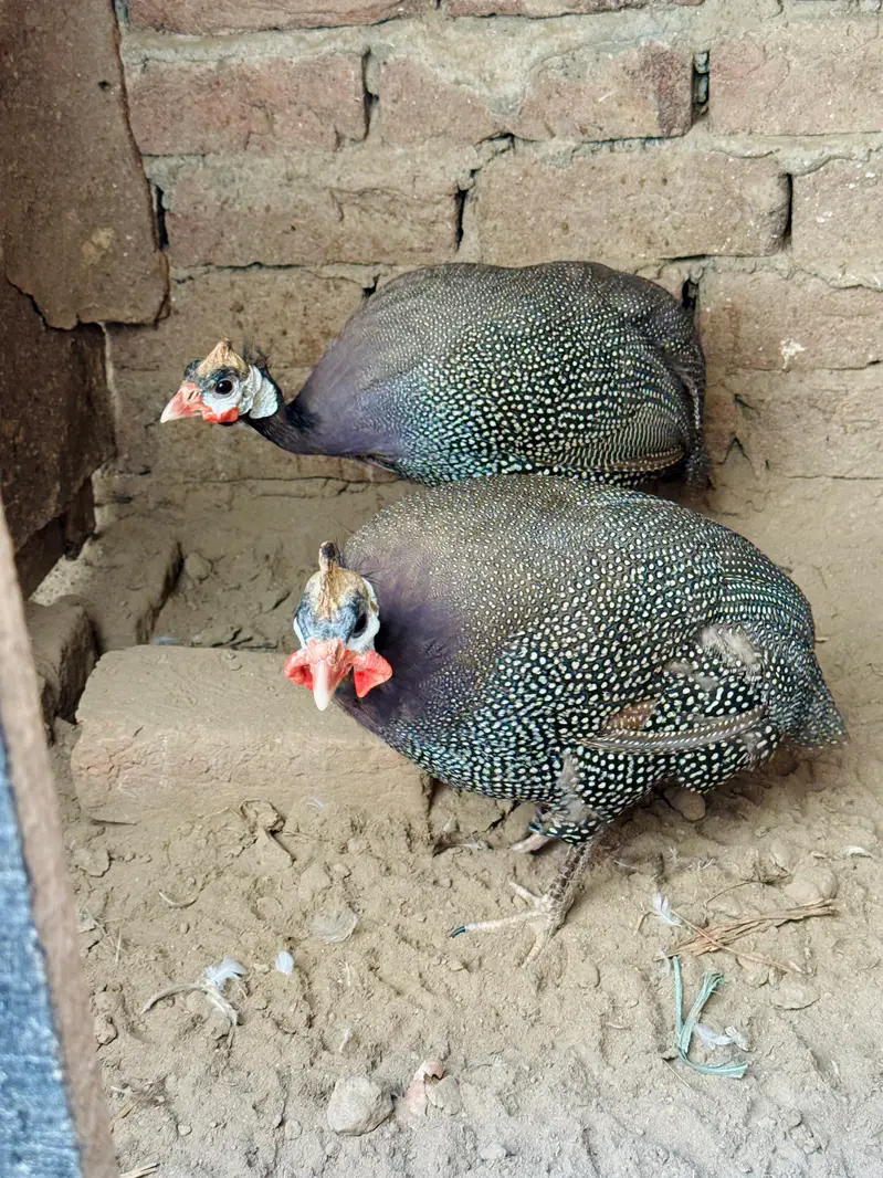 Teetre , chakor , guinea fowl , Tetri Terri — photo 3