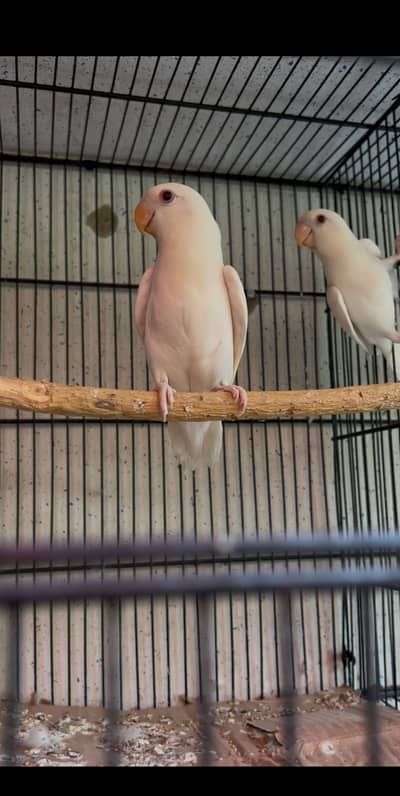 Albino Rosicoli Patha Pair