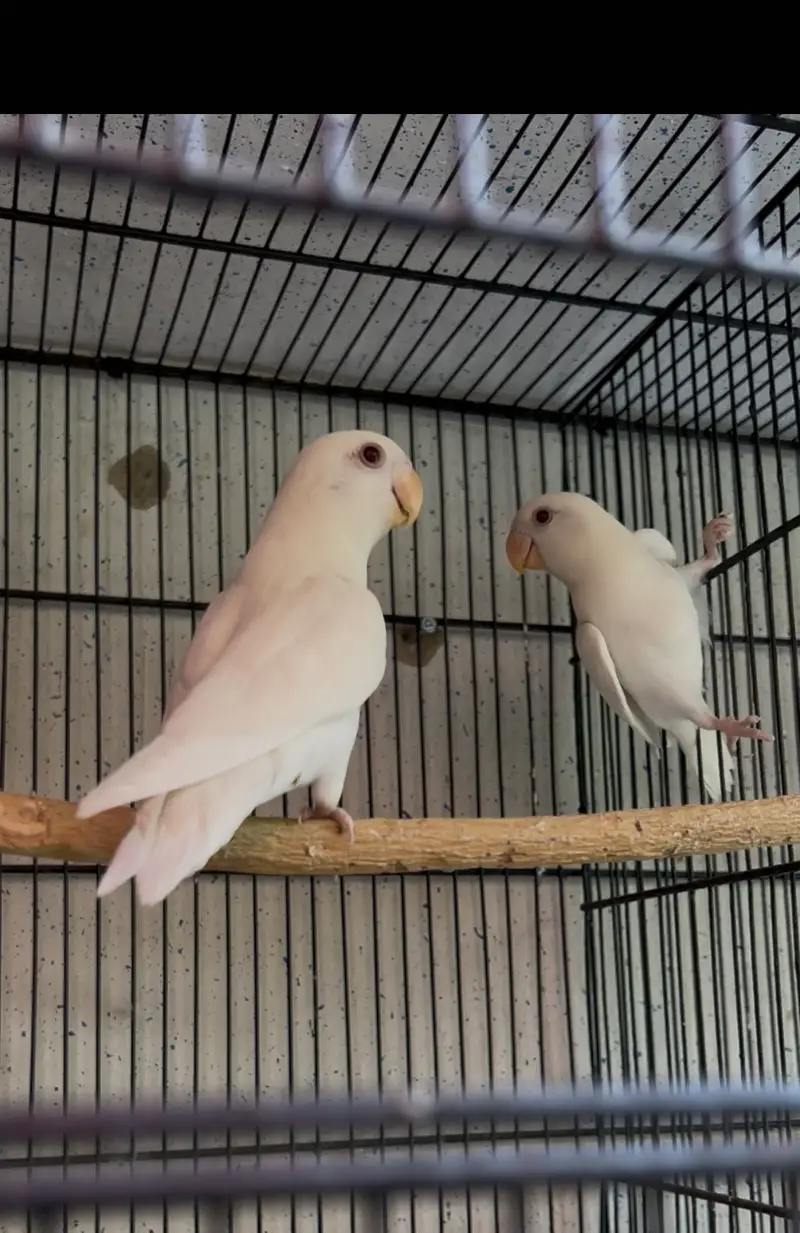 Albino Rosicoli Patha Pair — photo 2