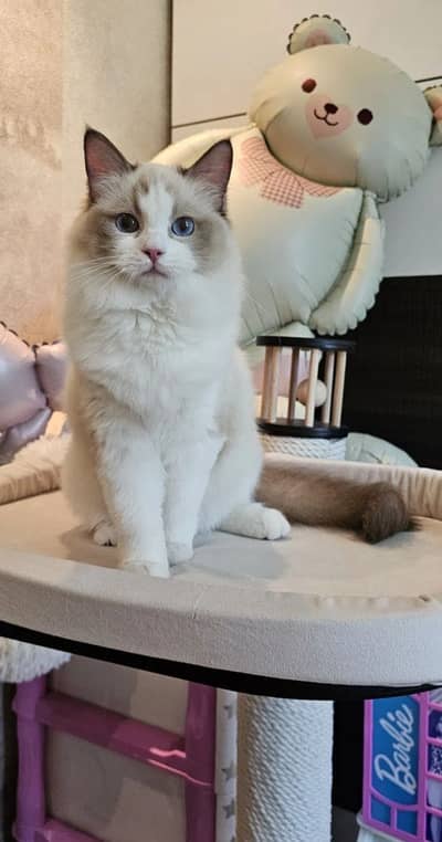 Ragdoll Female available