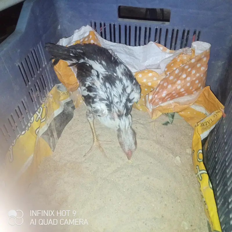 Aseel Murgha — photo 2