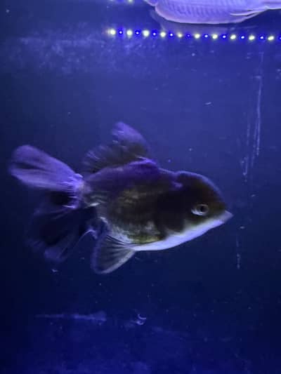 Oranda 4 pieces
