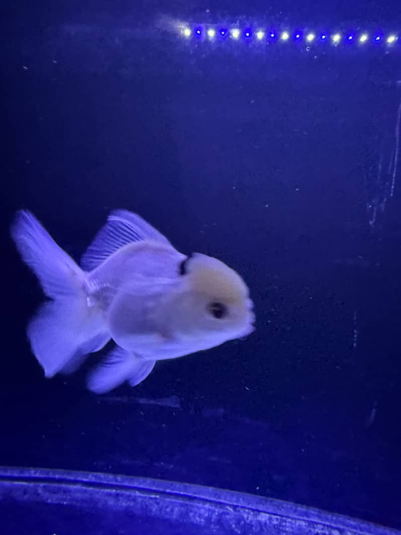 Oranda 4 pieces 1