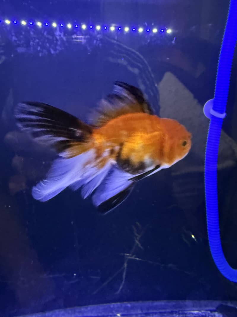 Oranda 4 pieces 2