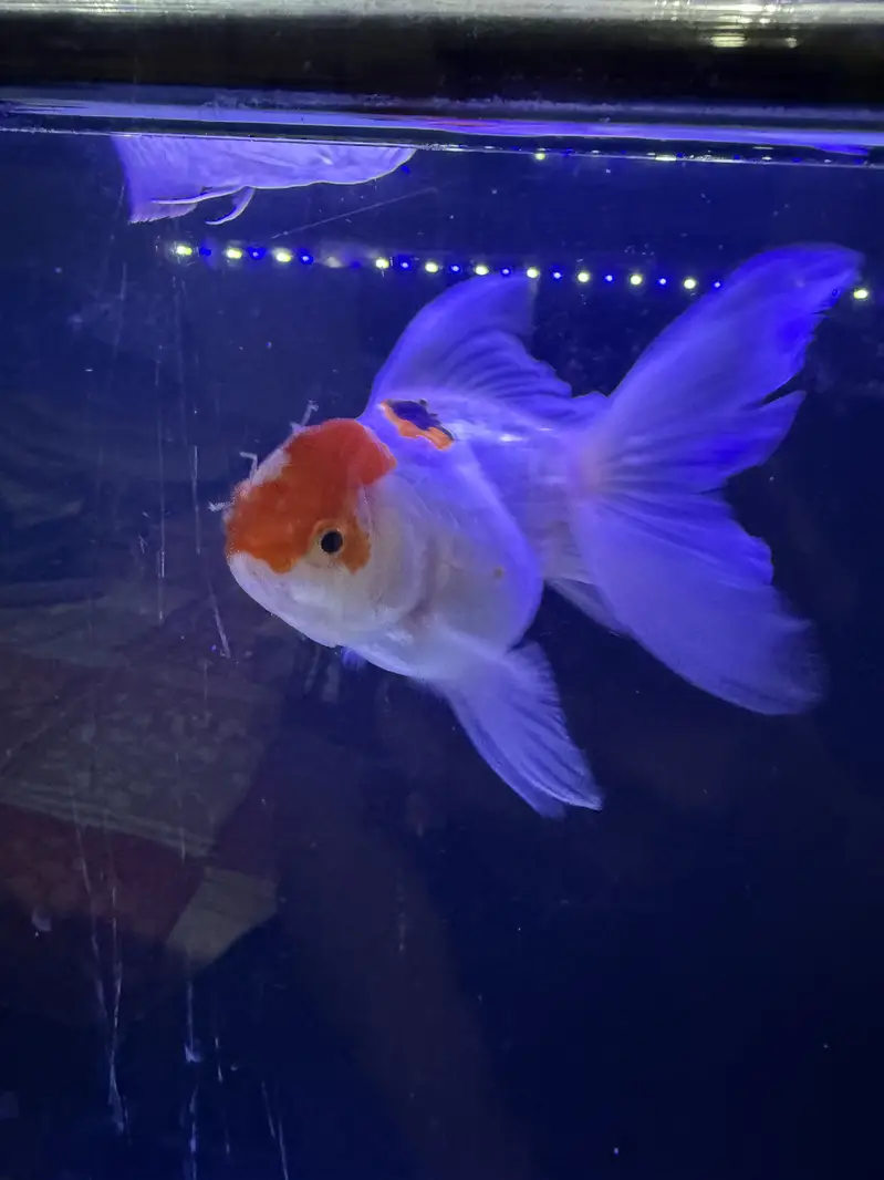 Oranda 4 pieces — photo 4