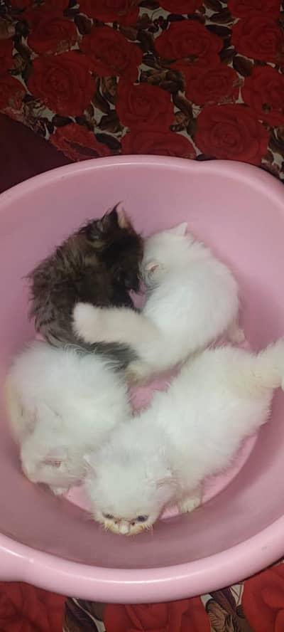 cat kitten