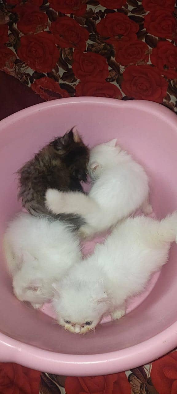 cat kitten 0
