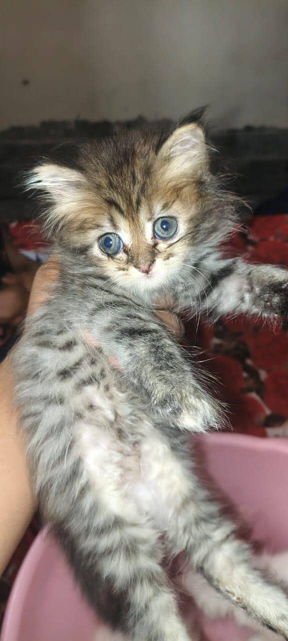 cat kitten 1