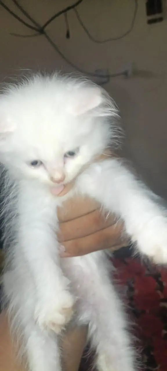 cat kitten — photo 3