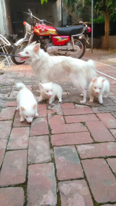 Russian puppies /  long coat/ pink nose